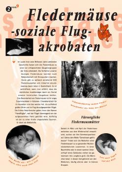 Flyer Fledermäuse - soziale Flugakrobaten (Seite 1)